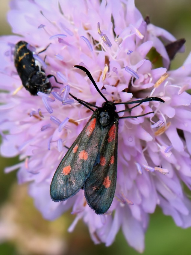 Carrellata di Zygene